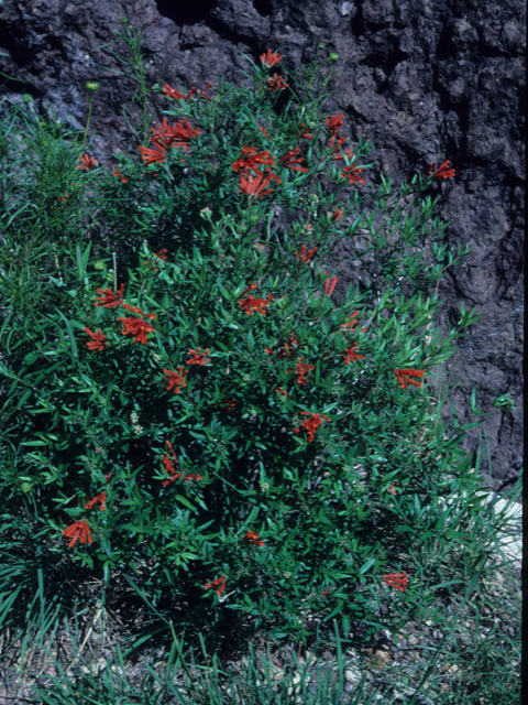 Bouvardia ternifolia (Scarlet bouvardia) #21601