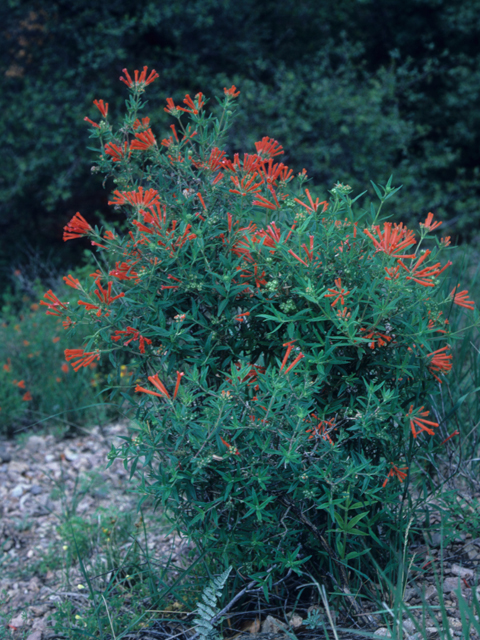 Bouvardia ternifolia (Scarlet bouvardia) #21602