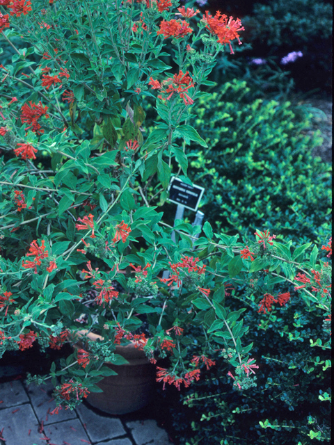 Bouvardia ternifolia (Scarlet bouvardia) #21603