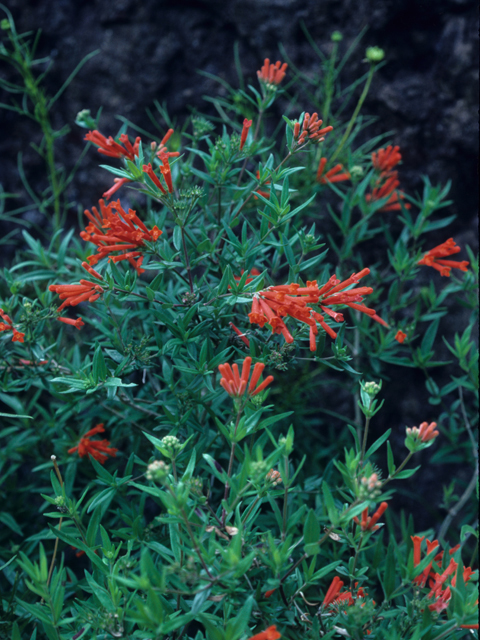 Bouvardia ternifolia (Scarlet bouvardia) #21605