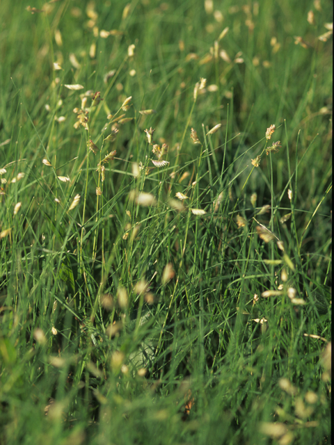Bouteloua dactyloides (Buffalograss) #21624