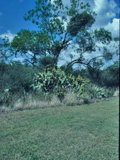 Bouteloua dactyloides (Buffalograss) #21628
