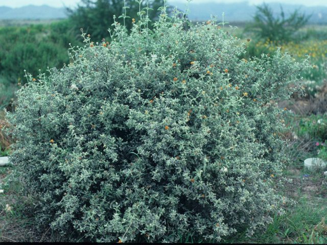 Buddleja marrubiifolia (Woolly butterflybush) #21631