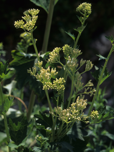 Arnoglossum plantagineum (Groovestem indian plantain) #21650
