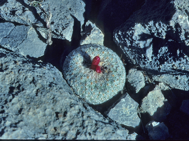 Epithelantha micromeris (Pingpong ball cactus) #21651