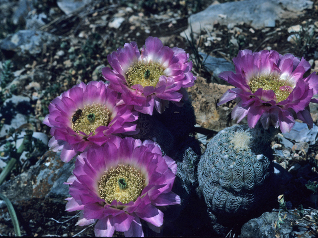 Echinocereus reichenbachii (Lace hedgehog cactus) #21652