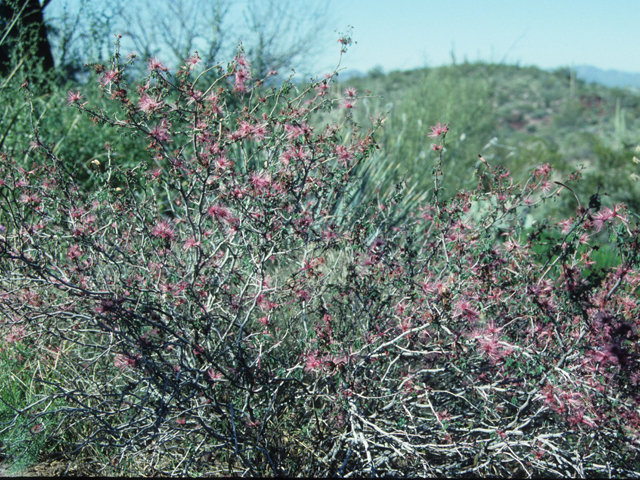 Calliandra eriophylla (Pink fairyduster) #21666