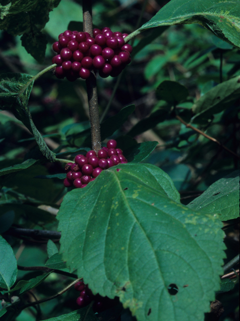 Callicarpa americana (American beautyberry ) #21670