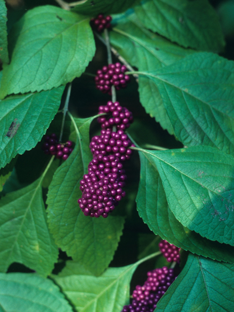 Callicarpa americana (American beautyberry ) #21672