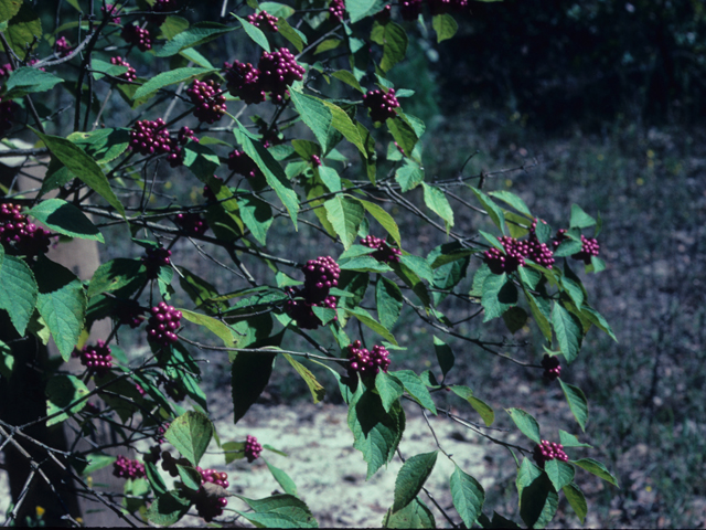 Callicarpa americana (American beautyberry ) #21677