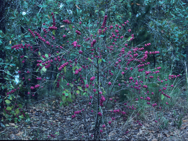 Callicarpa americana (American beautyberry ) #21679