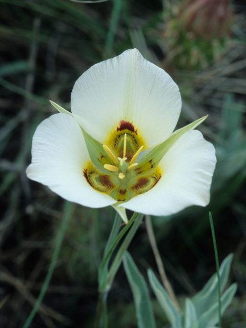 Calochortus nuttallii (Sego lily) #21697