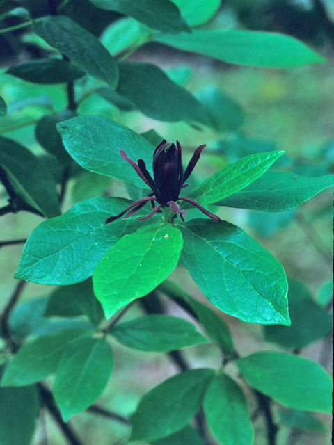 Calycanthus floridus (Eastern sweetshrub) #21700