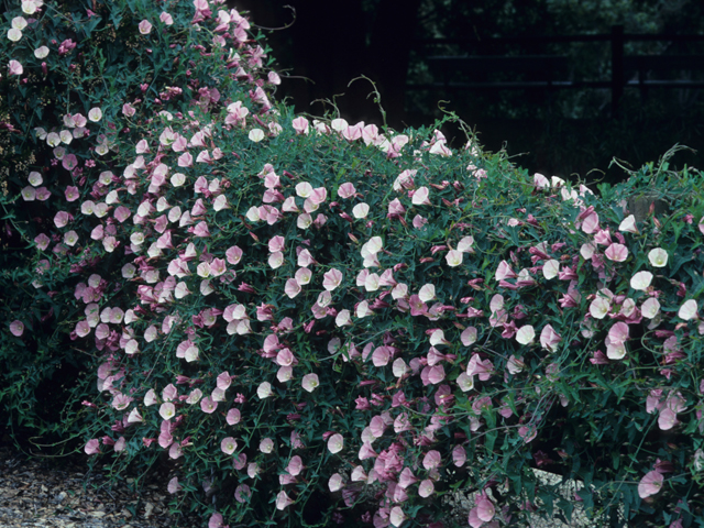 Calystegia purpurata (Pacific false bindweed) #21716