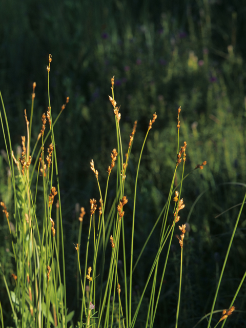 Carex bicknellii (Bicknell's sedge) #21747