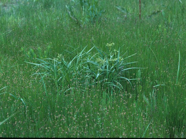 Carex crus-corvi (Ravenfoot sedge) #21750