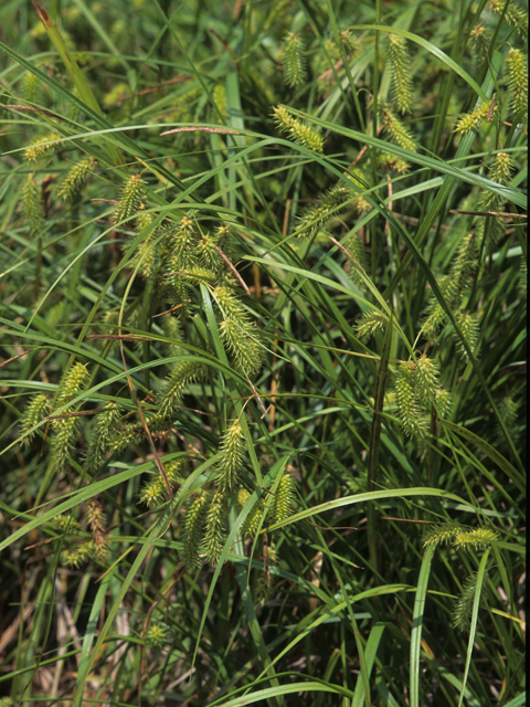 Carex hystericina (Bottlebrush sedge) #21752