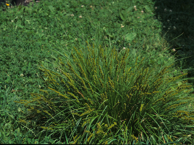 Carex vulpinoidea (Fox sedge) #21757