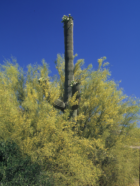 Carnegiea gigantea (Saguaro) #21758