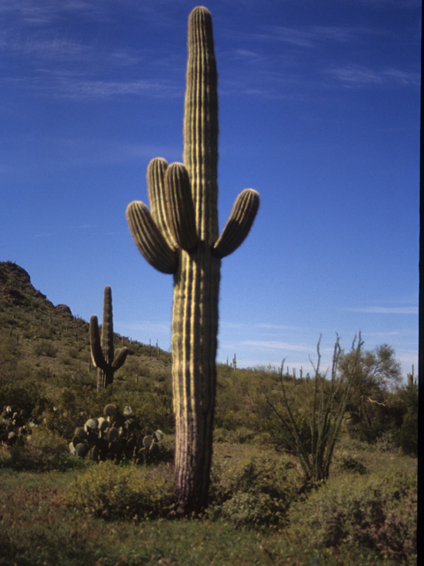 Carnegiea gigantea (Saguaro) #21759