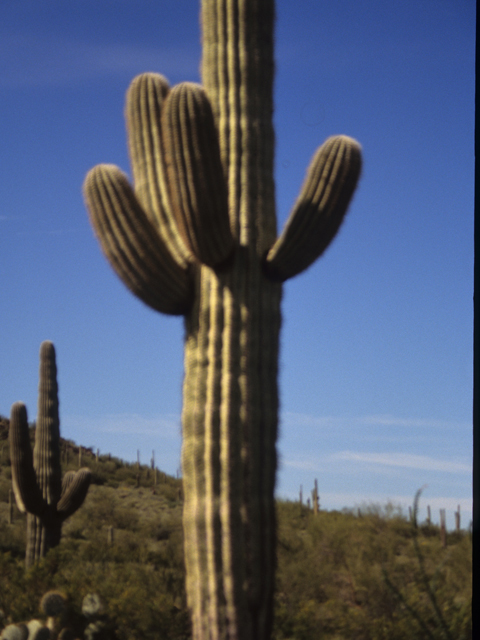 Carnegiea gigantea (Saguaro) #21760