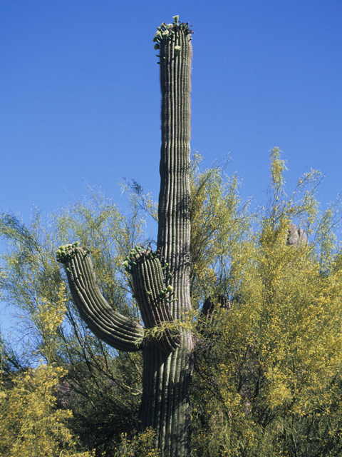 Carnegiea gigantea (Saguaro) #21761