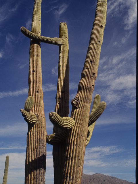 Carnegiea gigantea (Saguaro) #21762