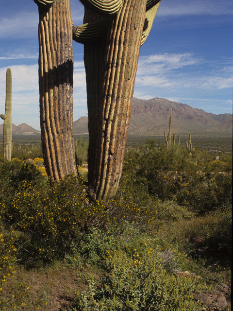 Carnegiea gigantea (Saguaro) #21763