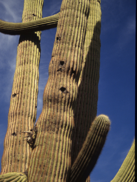 Carnegiea gigantea (Saguaro) #21766