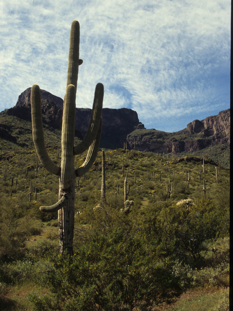 Carnegiea gigantea (Saguaro) #21767