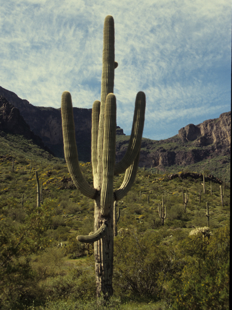 Carnegiea gigantea (Saguaro) #21769