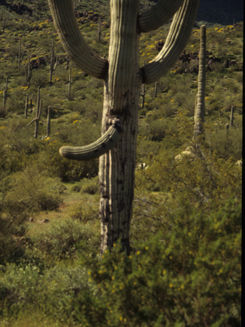 Carnegiea gigantea (Saguaro) #21770