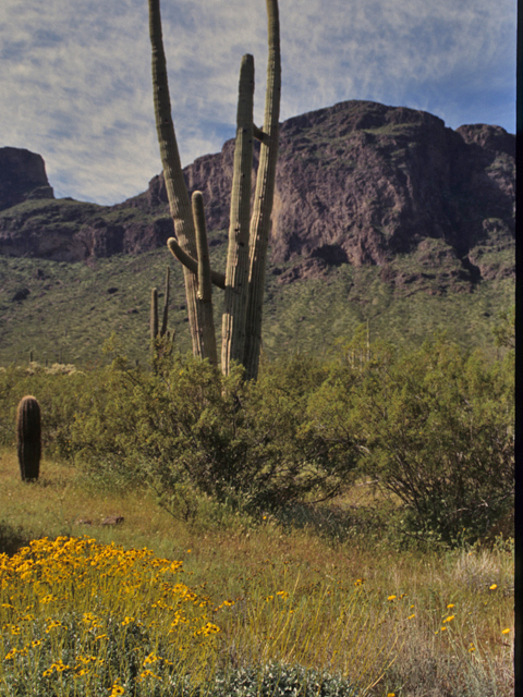 Carnegiea gigantea (Saguaro) #21771