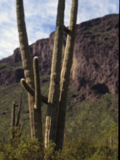 Carnegiea gigantea (Saguaro) #21772