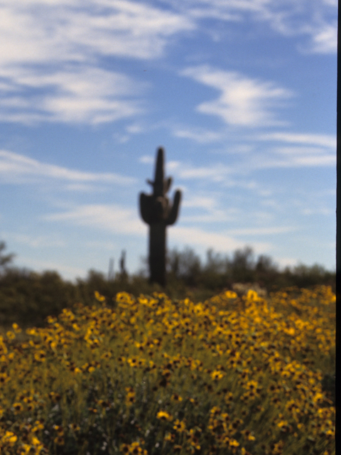 Carnegiea gigantea (Saguaro) #21773