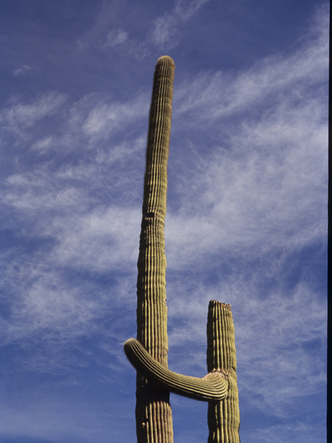 Carnegiea gigantea (Saguaro) #21774