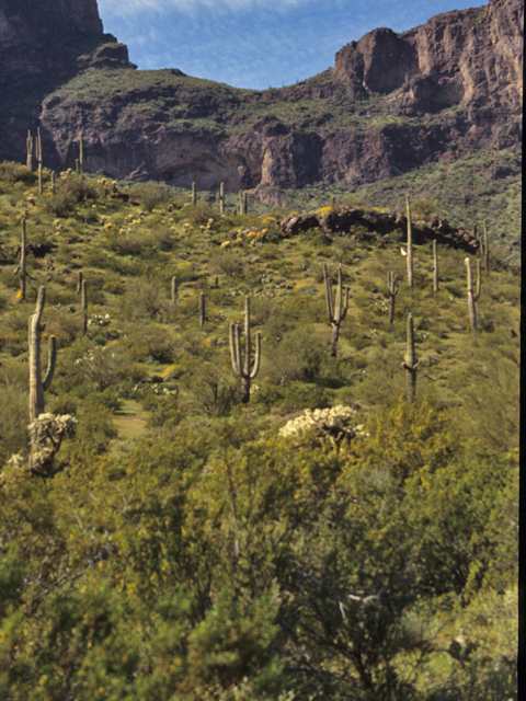 Carnegiea gigantea (Saguaro) #21775