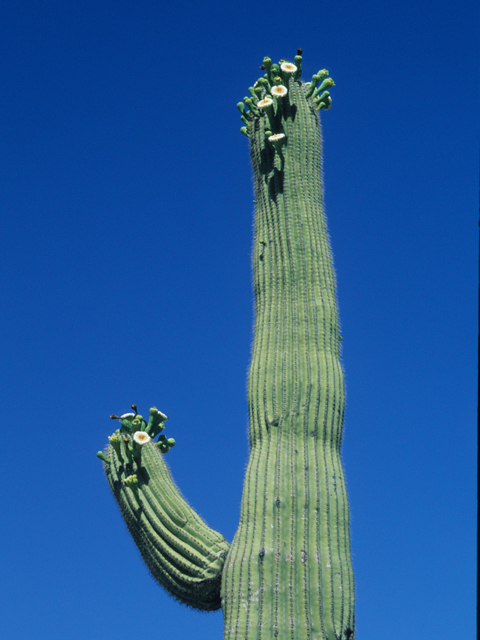 Carnegiea gigantea (Saguaro) #21776