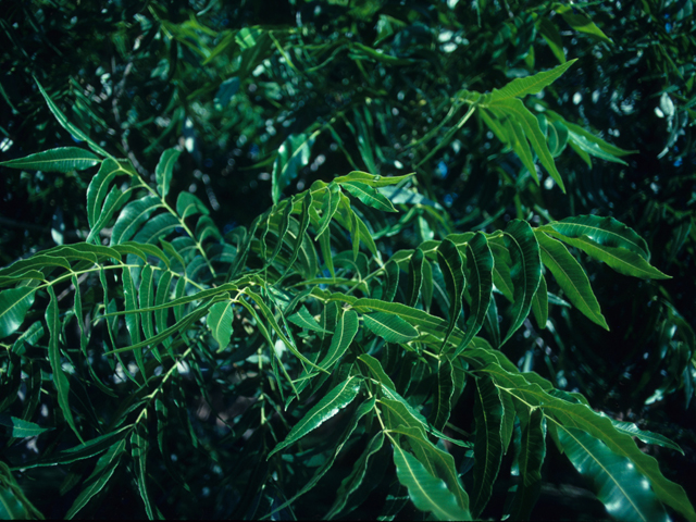 Carya illinoinensis (Pecan) #21781