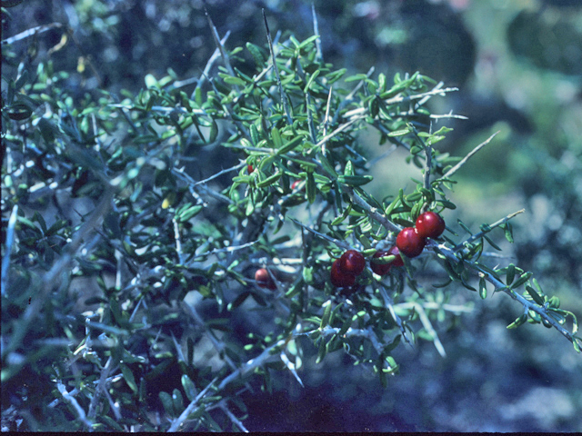Castela erecta ssp. texana (Texan goatbush) #21796