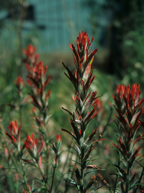 Castilleja linariifolia (Wyoming indian paintbrush) #21806