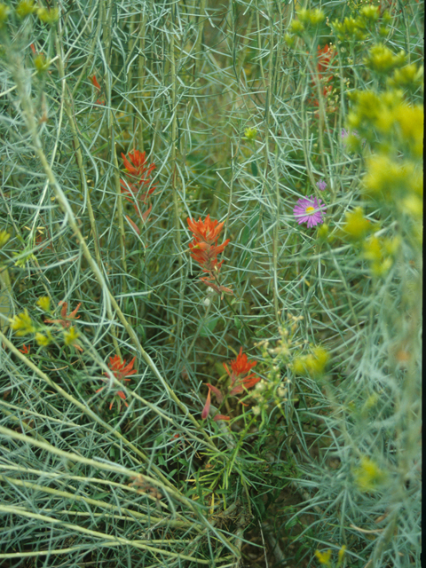 Castilleja linariifolia (Wyoming indian paintbrush) #21808