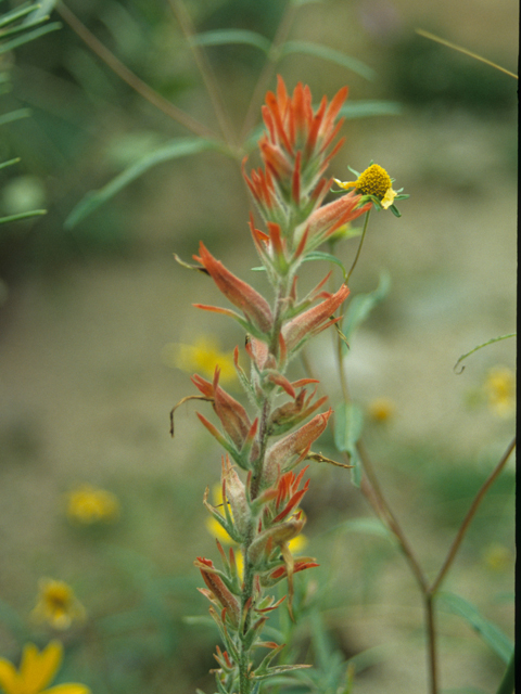 Castilleja linariifolia (Wyoming indian paintbrush) #21809