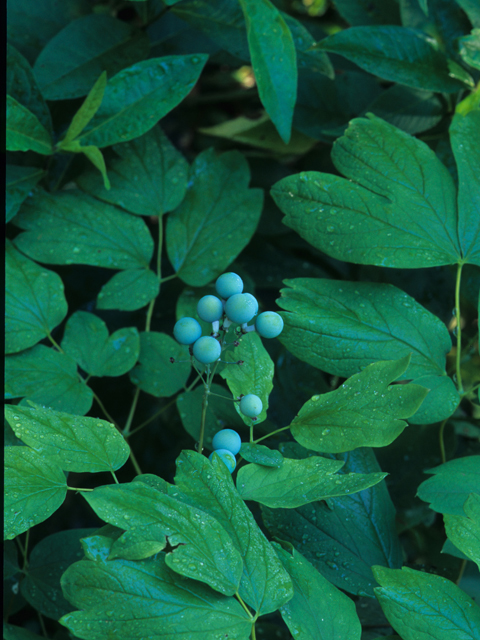 Caulophyllum thalictroides (Blue cohosh) #21822