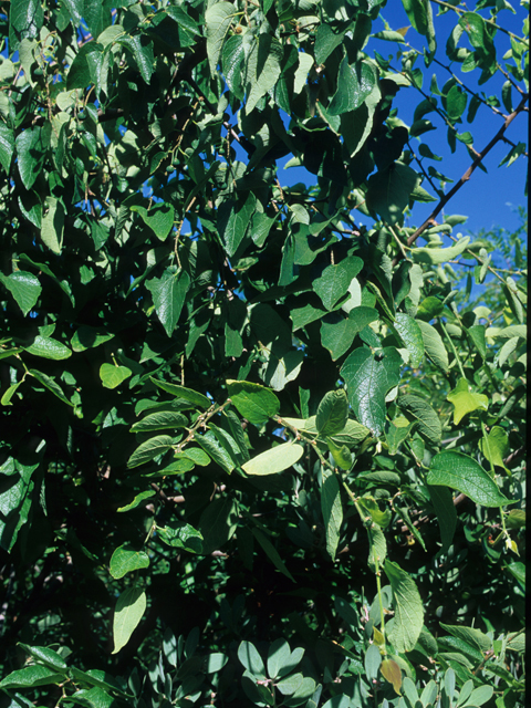 Celtis laevigata var. reticulata (Netleaf hackberry) #21844