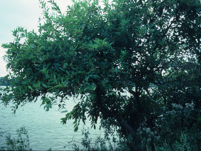 Cephalanthus occidentalis (Common buttonbush) #21856