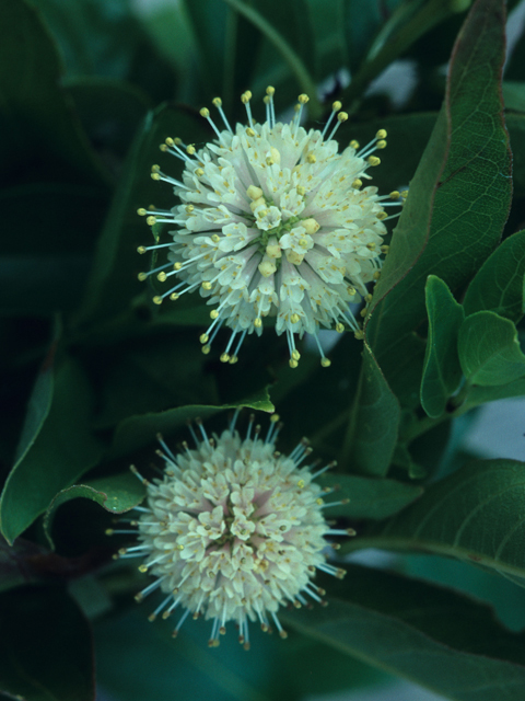 Cephalanthus occidentalis (Common buttonbush) #21858