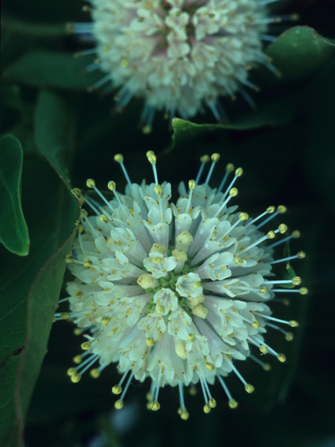 Cephalanthus occidentalis (Common buttonbush) #21859