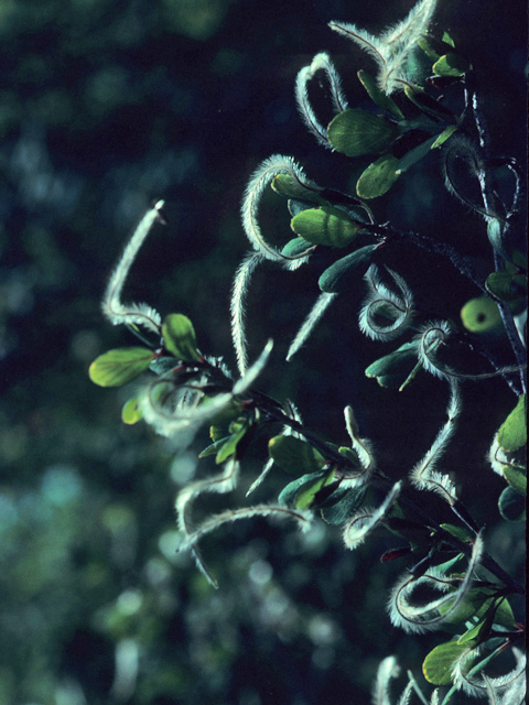 Cercocarpus montanus var. glaber (Smooth mountain mahogany) #21888