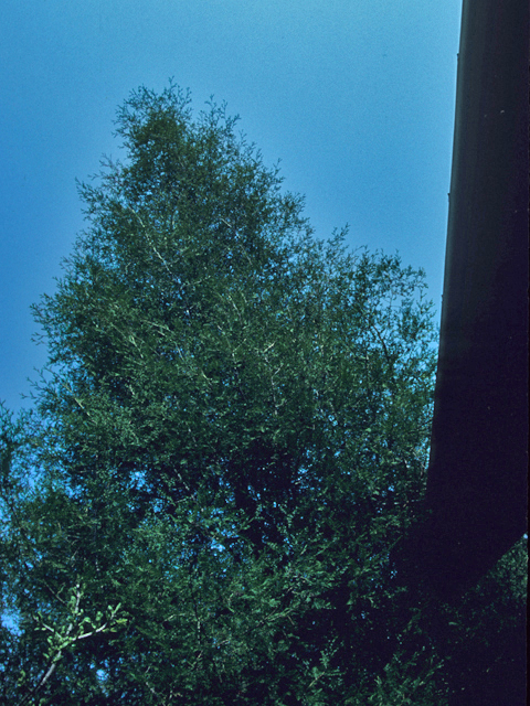 Chamaecyparis thyoides (Atlantic white cedar) #21902